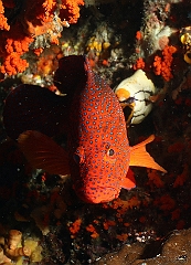 Raja Ampat 2016 - Cephalopholis miniata - Coral grouper - Vielle etoilee - IMG_4894_rc